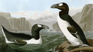 An Account of the Decline of the Great Auk