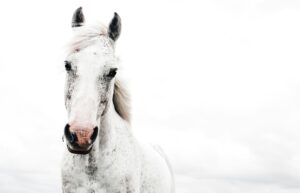 http://The%20Heavenly%20Horses
